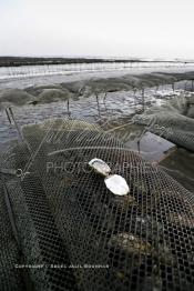 Image du Maroc Professionnelle de  À partir de 2004, la baie de Dakhla qui dispose de l’écosystème le plus adapté à l’élevage d’huîtres a connu l'installation de plusieurs projets ostréicoles productifs. Les premières fermes ostréicoles se sont installées en 2002 dans la région, devenue ces dernières années la plus productrice du pays avec 280 tonnes d’huîtres par an et un millier de personnes employées.  Mardi 21 Novembre 2006. (Photo / Abdeljalil Bounhar)


